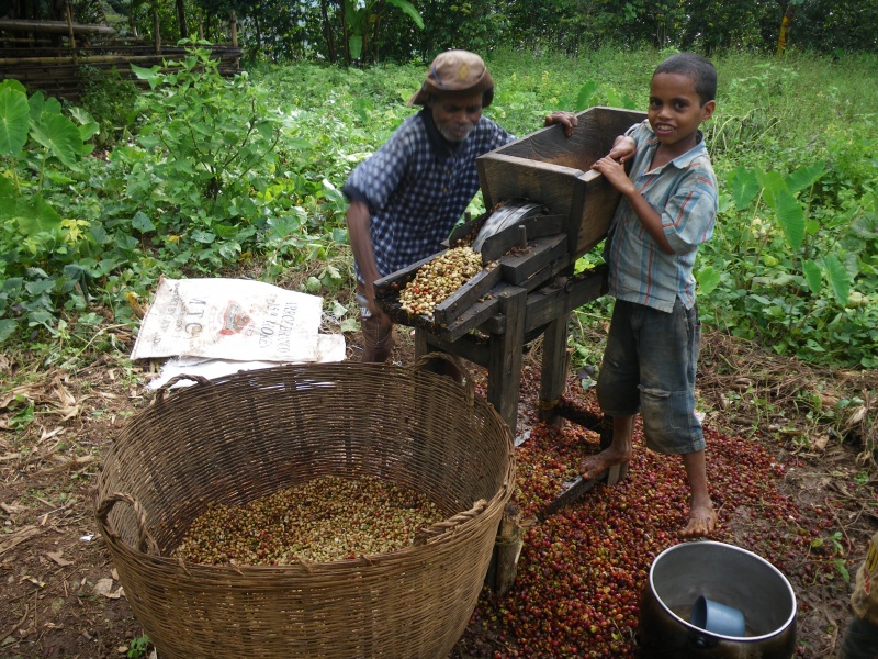 東ティモールのコーヒーの収穫